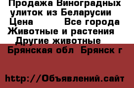 Продажа Виноградных улиток из Беларусии › Цена ­ 250 - Все города Животные и растения » Другие животные   . Брянская обл.,Брянск г.